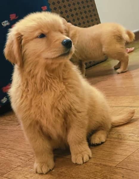 golden retriever puppy for sale 3