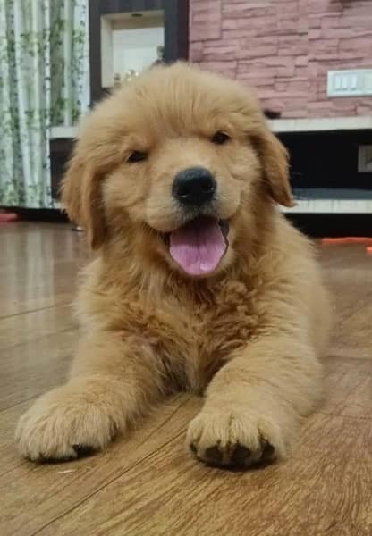 golden retriever puppy for sale 4