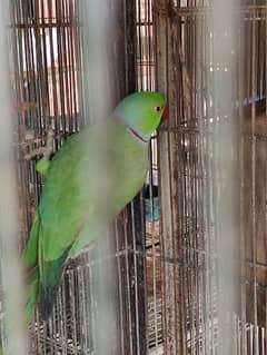 Breeder Pairs of Green Ringneck