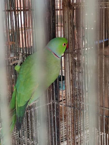 Breeder Pairs of Green Ringneck 0