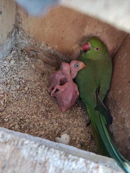 Breeder Pairs of Green Ringneck 1