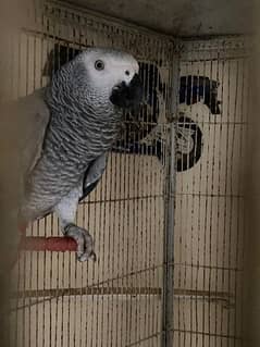 African grey pair for sale