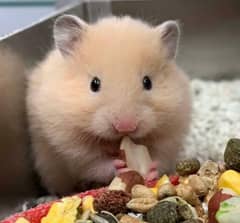 cute pet Hamsters