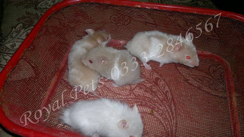 cute Hamsters pairs 3