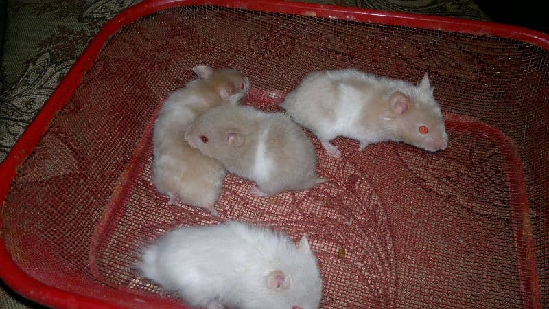 cute Hamsters pairs 4