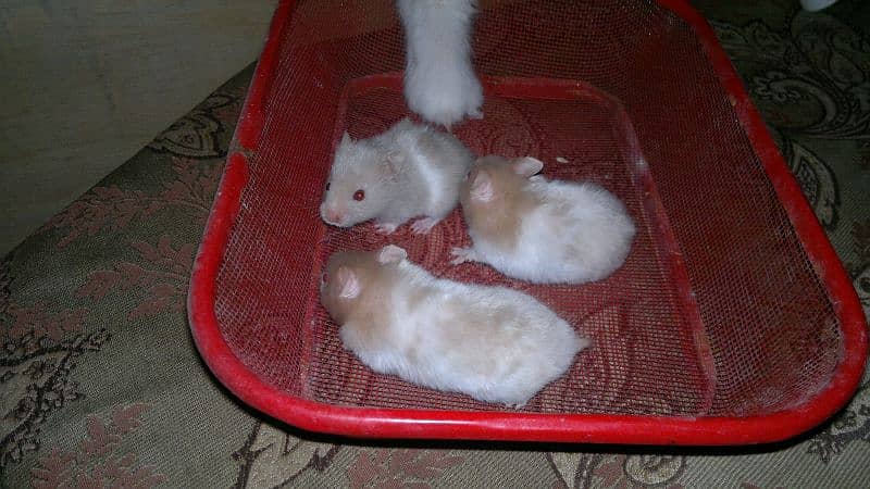 cute Hamsters pairs 5