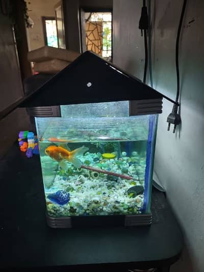 gold fish with awuraim