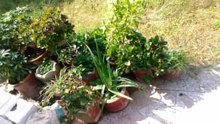 healty home plant and pots giving throw away price due to shifing
