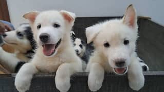 Siberian