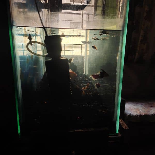 fish aquarium with all setup for sale 2