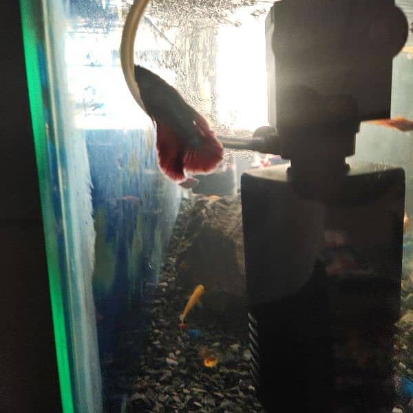 fish aquarium with all setup for sale 4