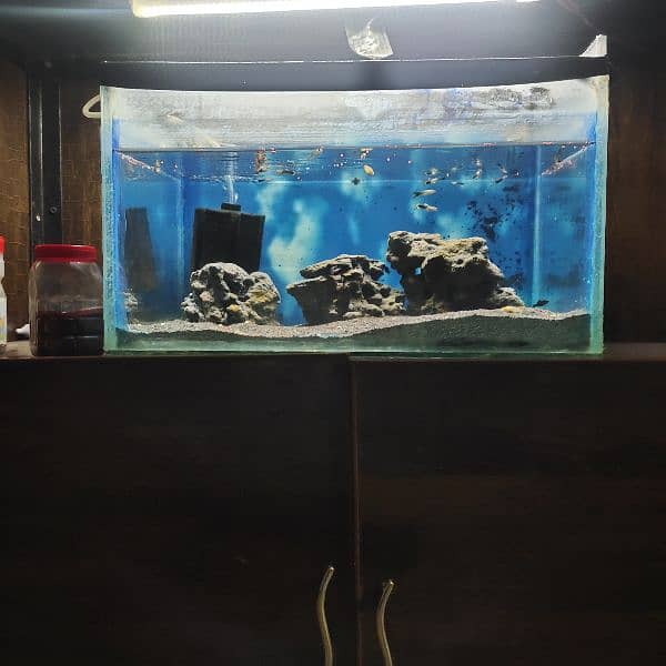 fish aquarium with all setup for sale 5