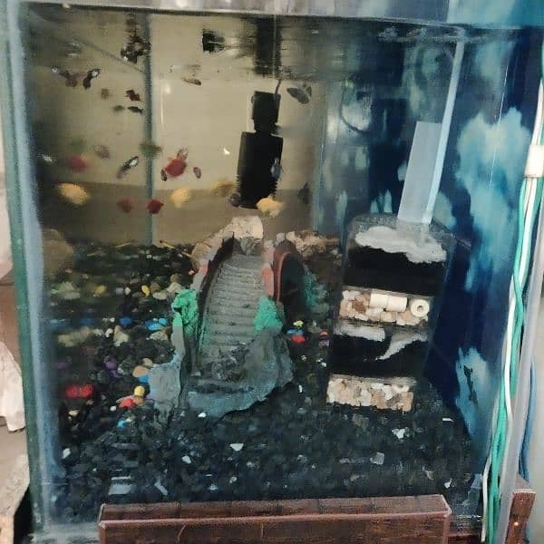 fish aquarium with all setup for sale 6