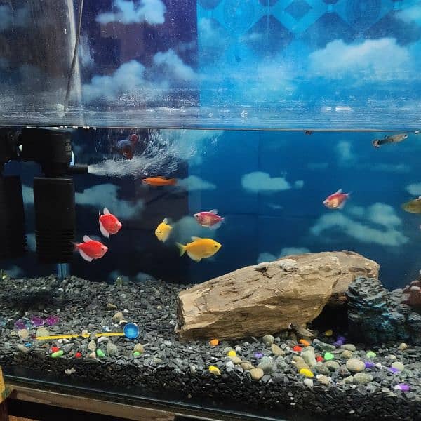 fish aquarium with all setup for sale 10