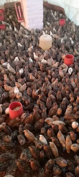 Quails (Btaira)