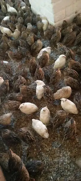 Quails (Btaira) — photo 2