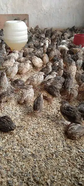 Quails (Btaira) — photo 3