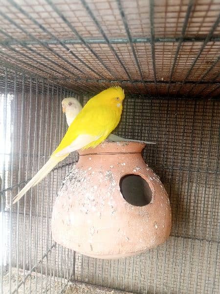 bajri parrot urjant sale under size healthy and active pairs 5