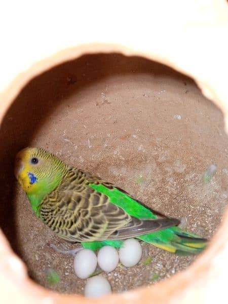 bajri parrot urjant sale under size healthy and active pairs 6