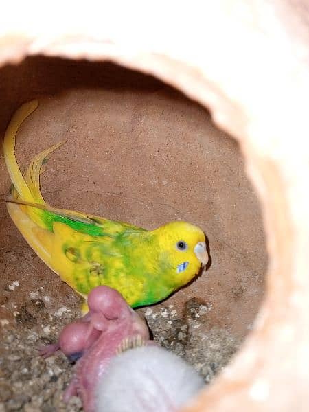 bajri parrot urjant sale under size healthy and active pairs 8