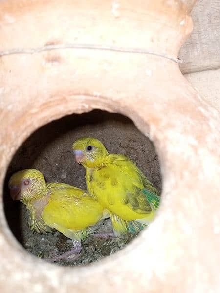 bajri parrot urjant sale under size healthy and active pairs 10