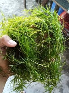 guppy grass low tech plants