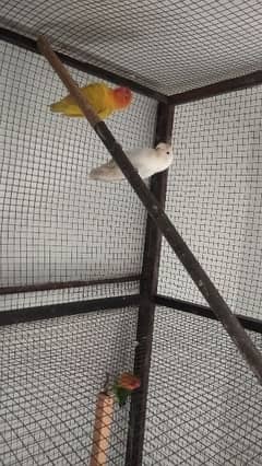 albino female yellow fisher male nail tail flying ok