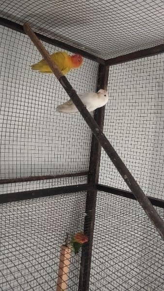 albino female yellow fisher male nail tail flying ok 0