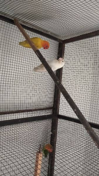 albino female yellow fisher male nail tail flying ok 1