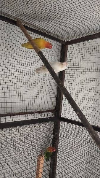 albino female yellow fisher male nail tail flying ok 2