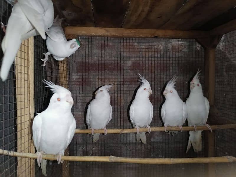 eno cocktail red eye chicks and ready to first breed pairs 1