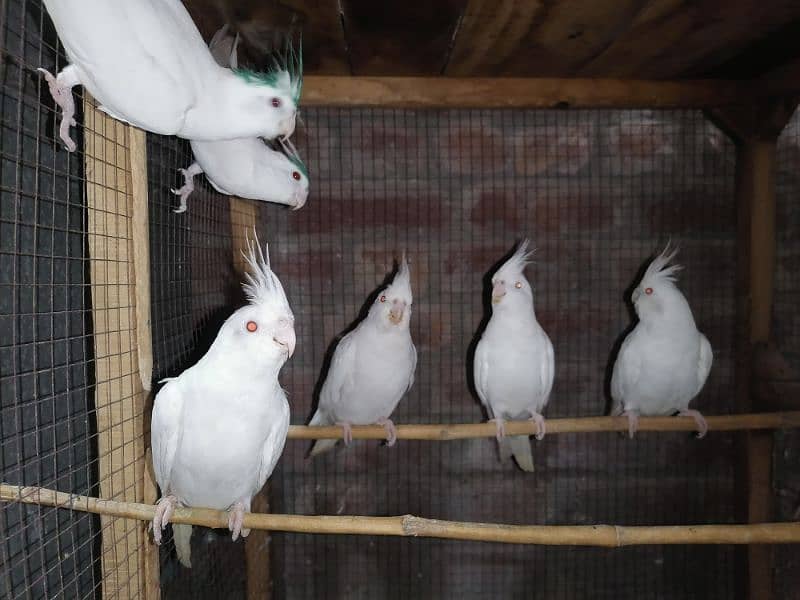 eno cocktail red eye chicks pair  and breeder pairs 4