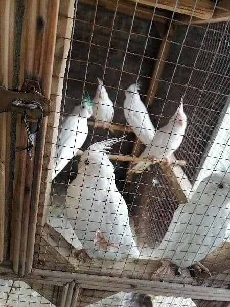 eno cocktail red eye chicks pair  and breeder pairs 5