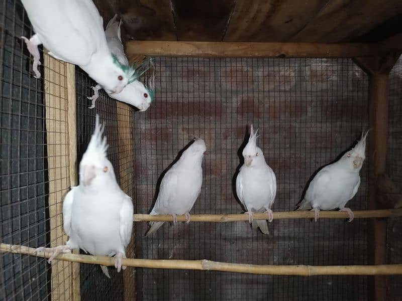 eno cocktail red eye chicks pair  and breeder pairs 9