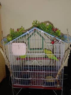 Budgie Parrots