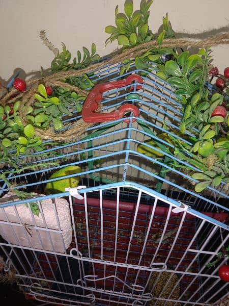 Budgie Parrots 1
