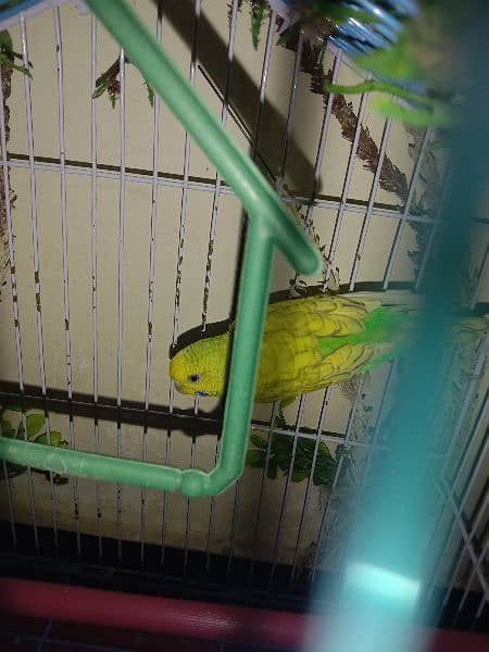 Budgie Parrots 2