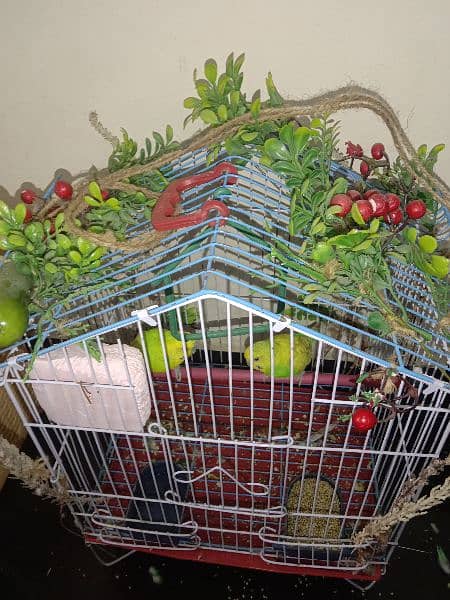 Budgie Parrots 4