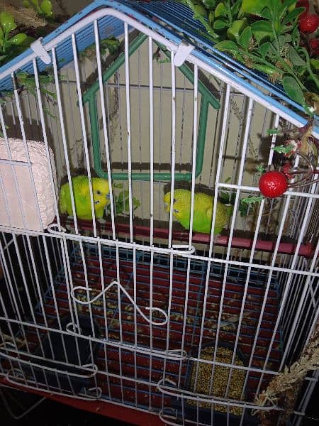 Budgie Parrots 5