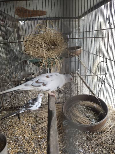 Pide Dove