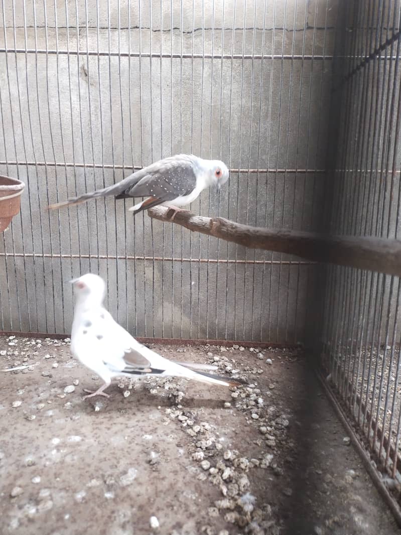 Pide Dove 1