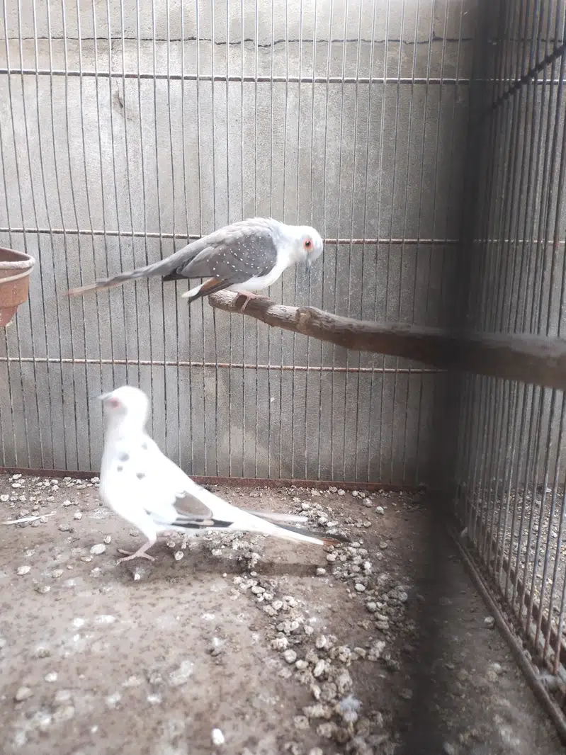 Pide Dove — photo 2