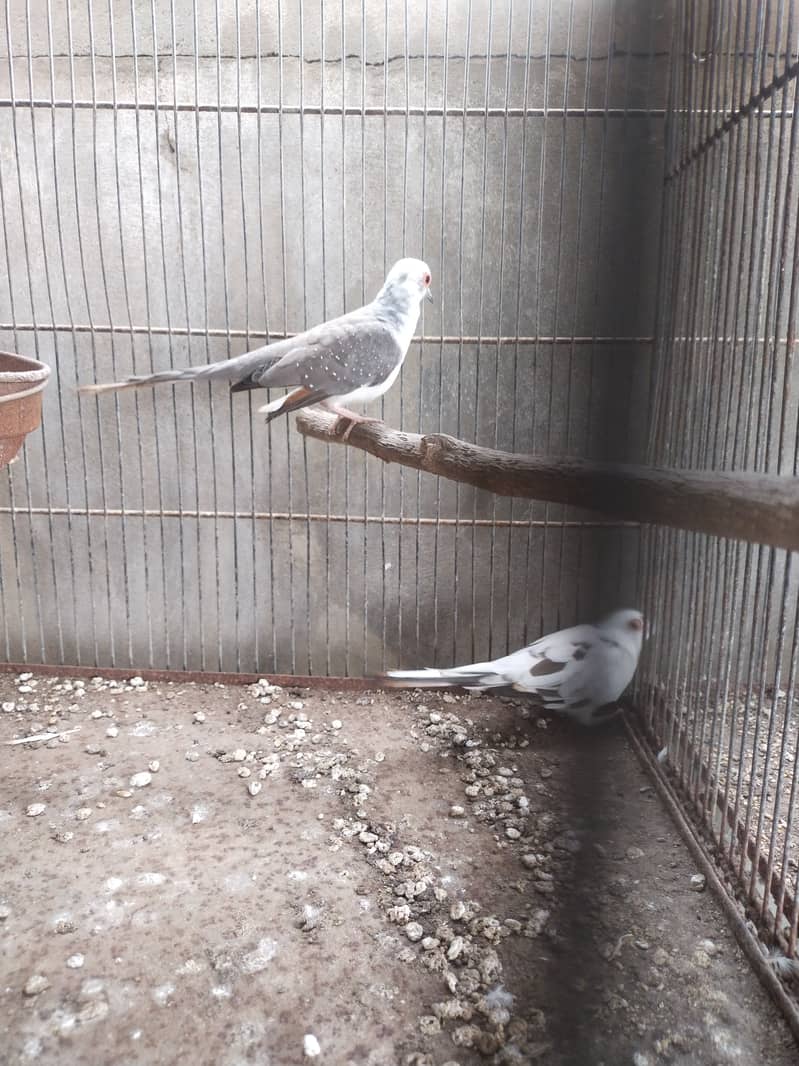 Pide Dove 2
