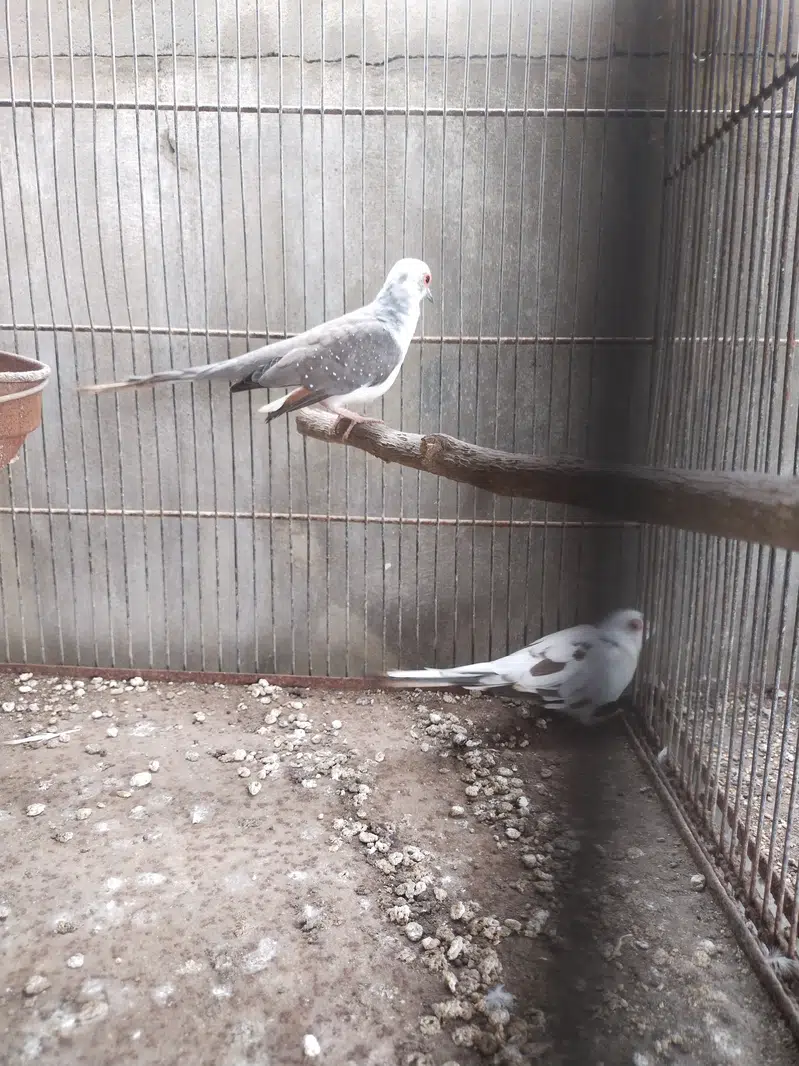 Pide Dove — photo 3