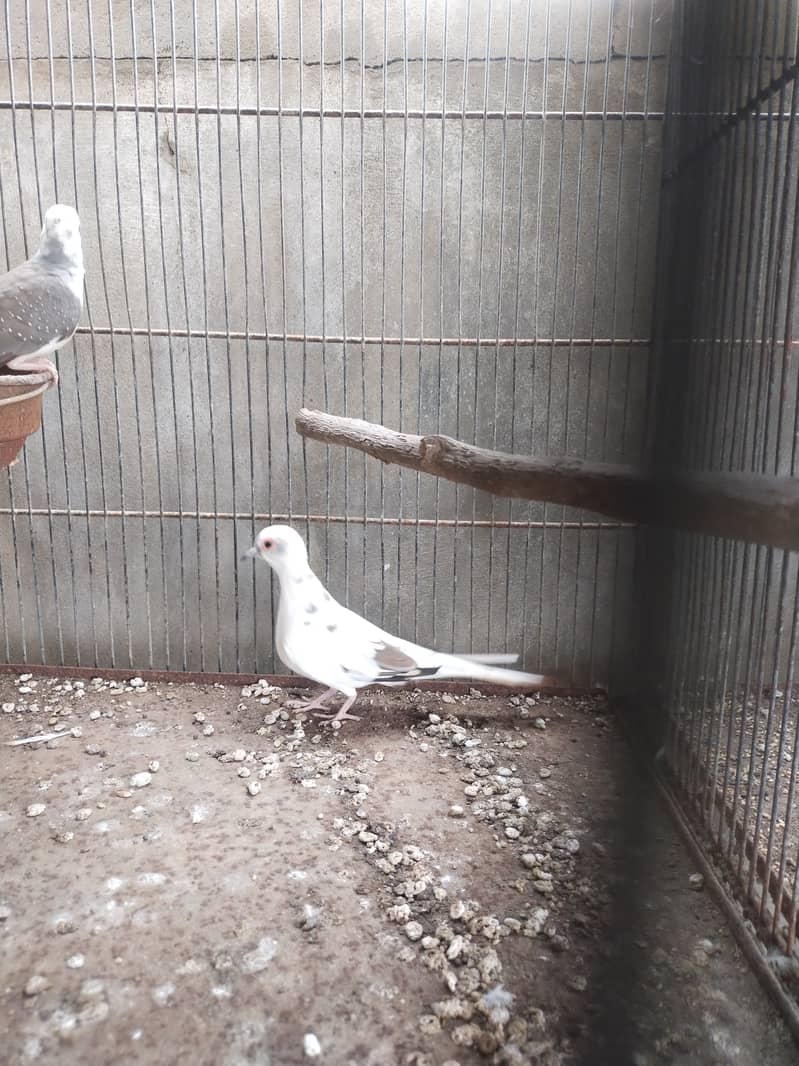 Pide Dove 3