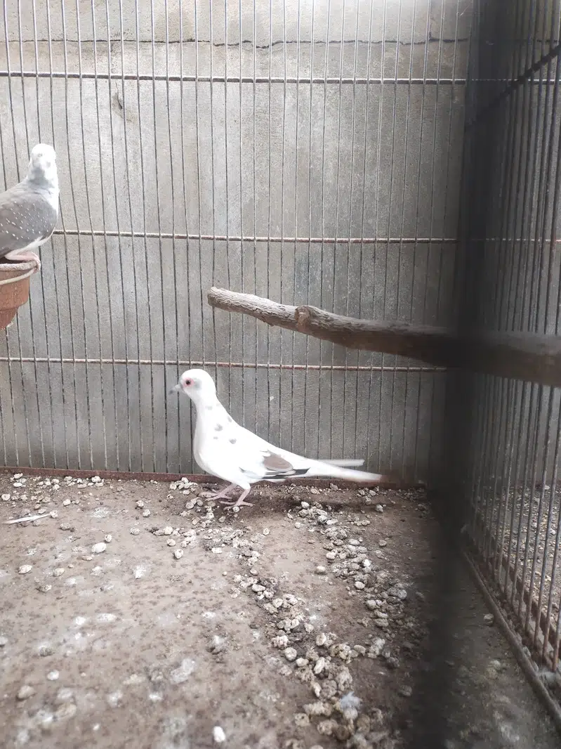 Pide Dove — photo 4