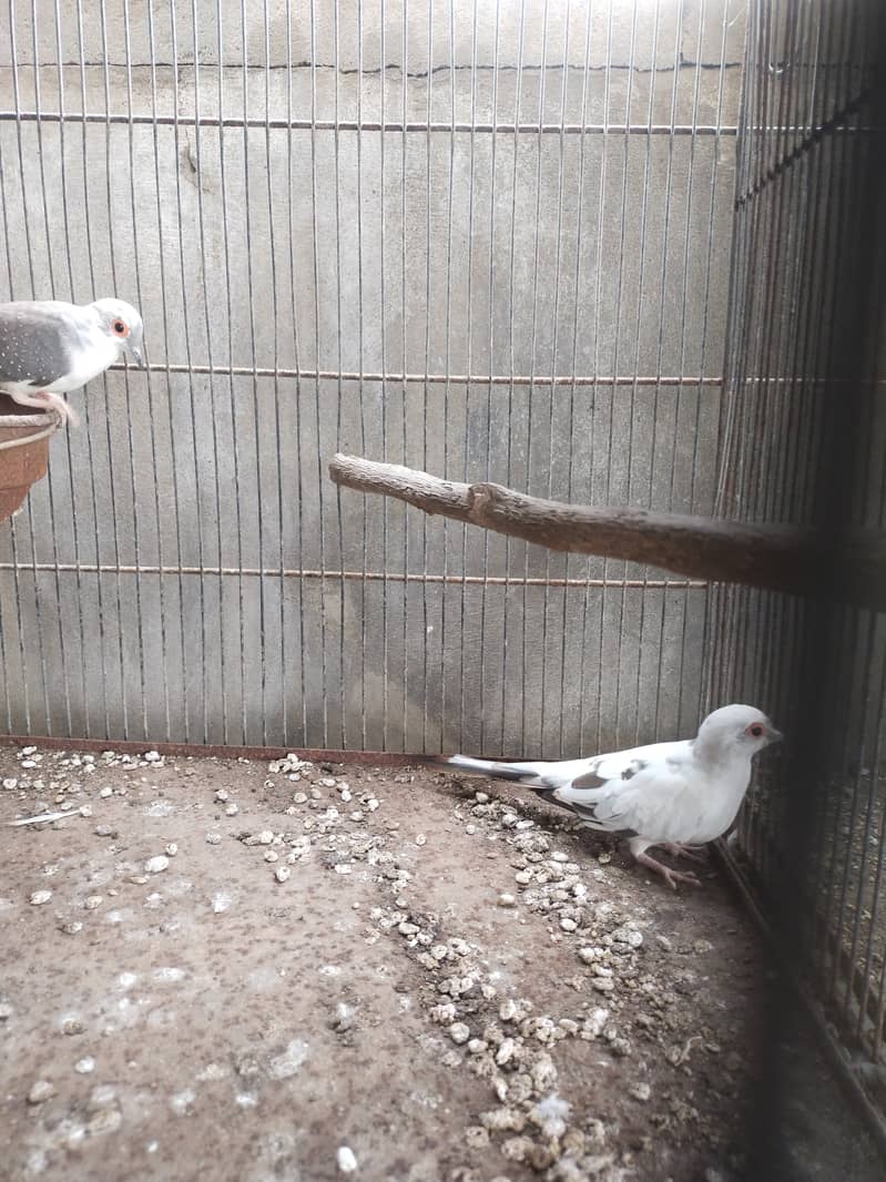 Pide Dove 4