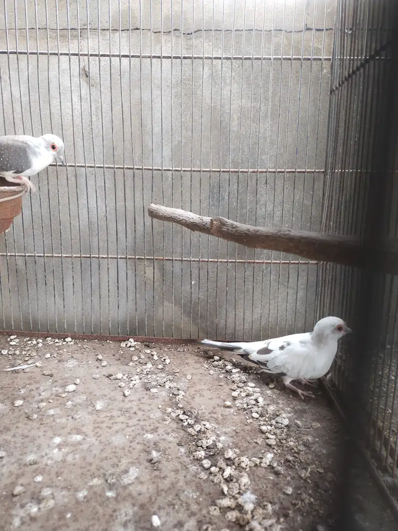 Pide Dove — photo 5
