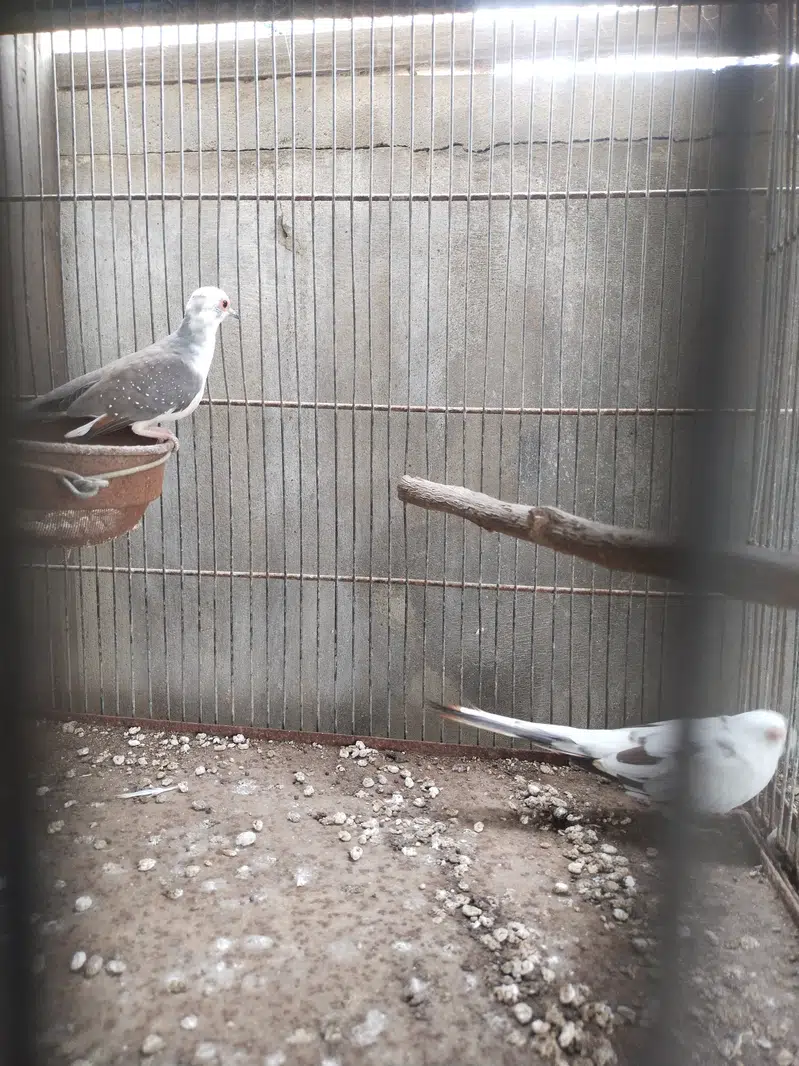 Pide Dove — photo 6
