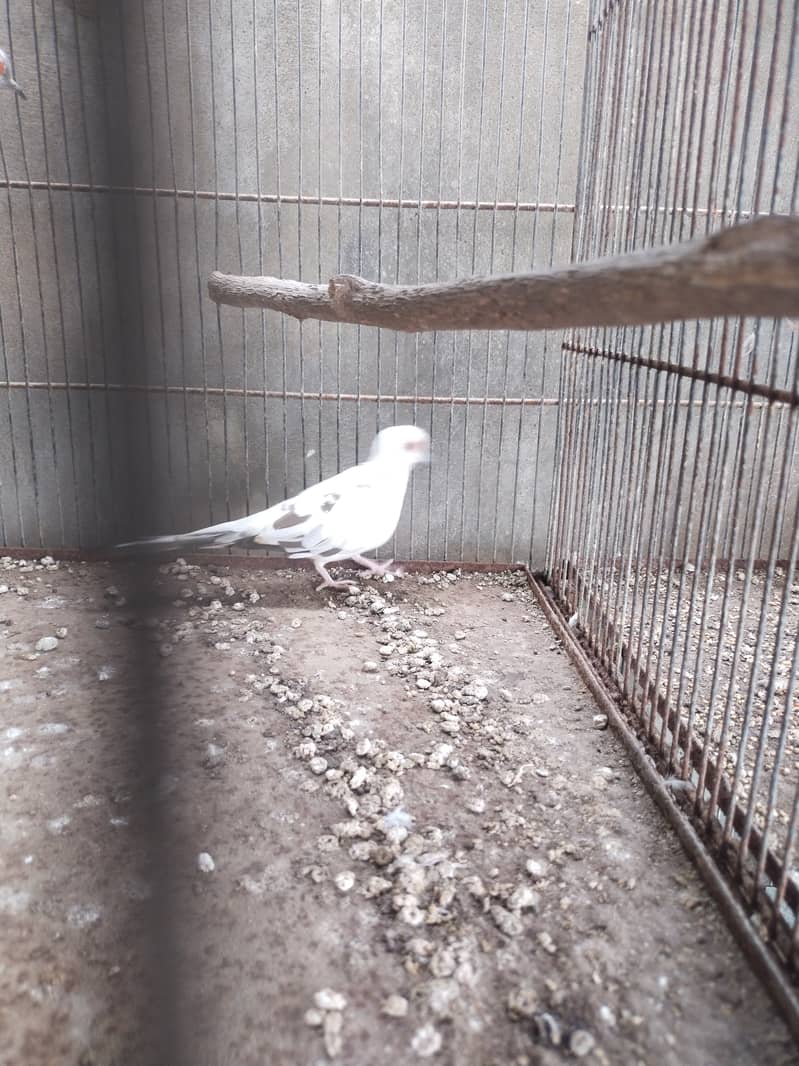 Pide Dove 6